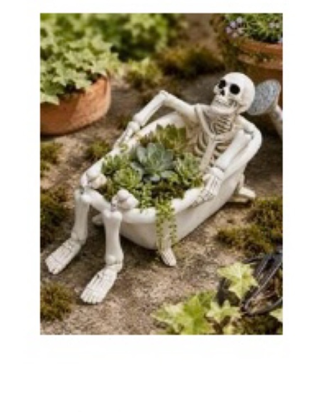 Skeleton Bathtub Planter with Succulents - White